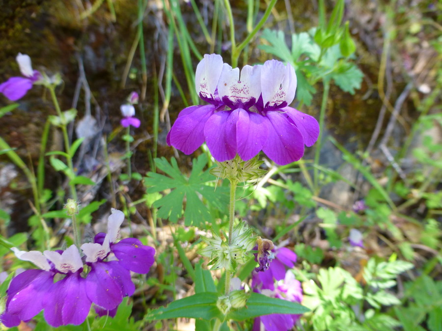 Wildflowers along the Yuba River
