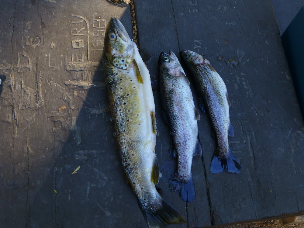 Fishing results at French Meadows