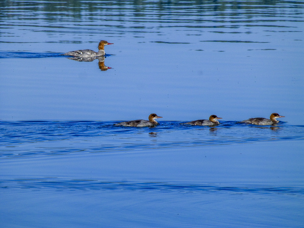 merganser
