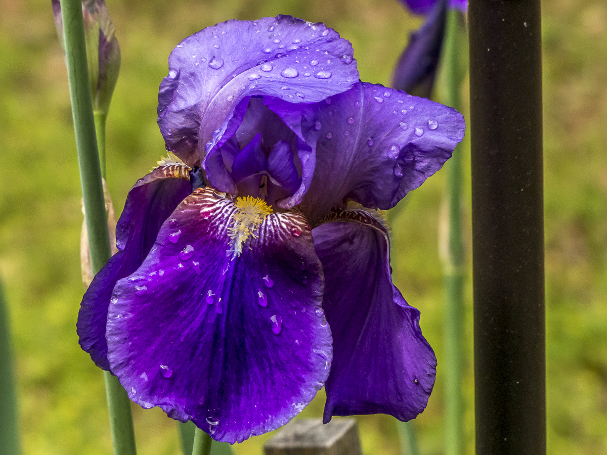 Iris