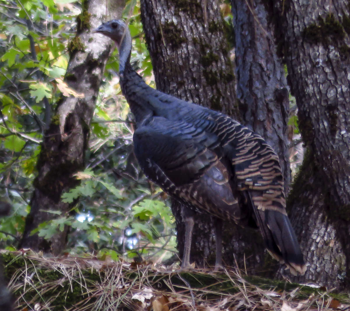 Wild Turkey