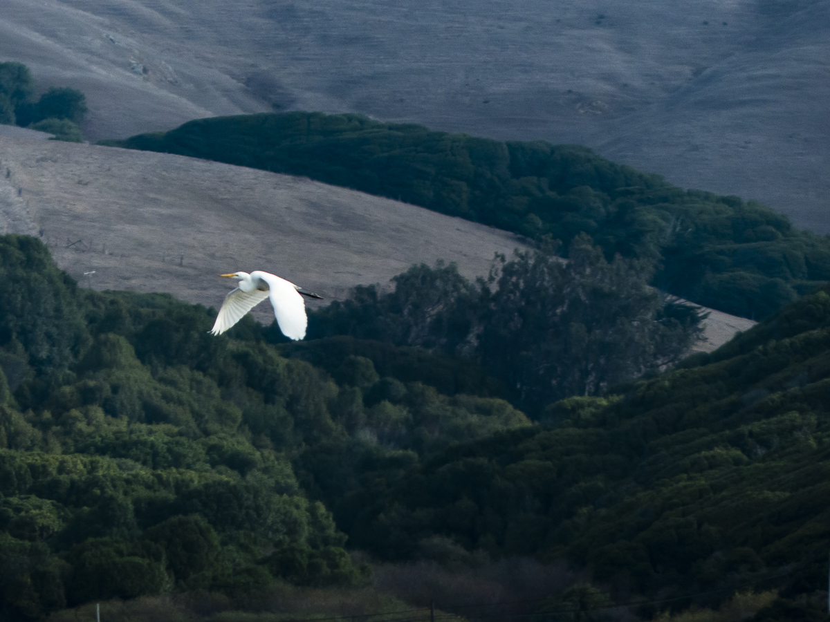 Heron