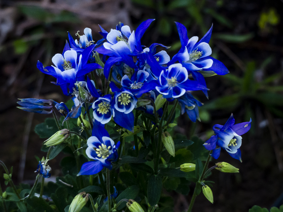 Columbine