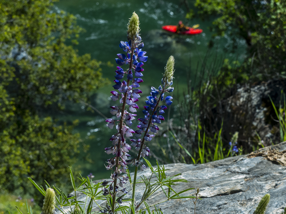 Wildflowers along the Yuba River