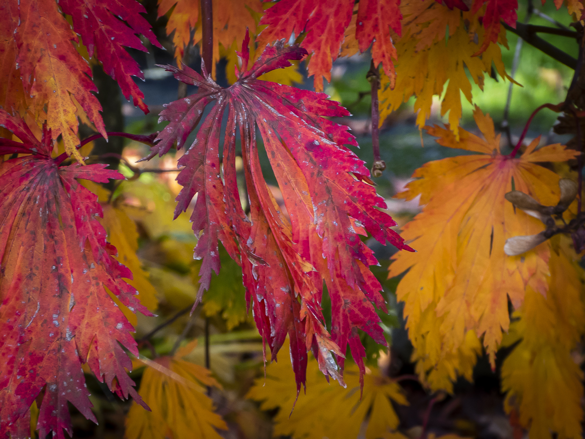 Oregon Autumn Leaves