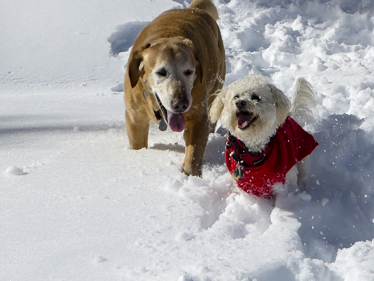dogs snow play